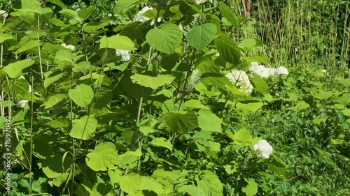 Plants with bright green leaves and clusters of white flowers. The plants are in a garden setting with other types of green foliage and grass present.