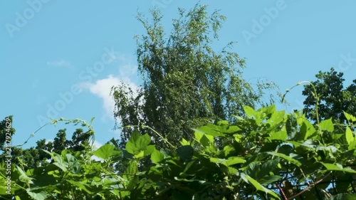 Branches move slowly in the breeze while green leaves cover the ground. The view shows trees and a clear sky during a sunny day.