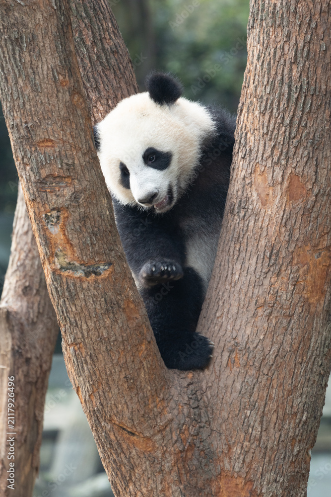 Obraz premium Close up Little Panda, Wang Chu, on the tree, Chongqing, China