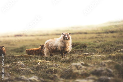 Icelandic sheep stands in a quiet summer meadow near Kerlingarfjoll