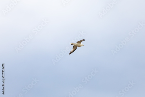northern fulmar glides through a pale blue sky above the Icelandic coast