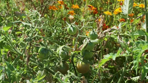 In a garden filled with bright flowers, tomato plants appear with green fruits. Sunlight shines on the plants as they grow in the warm summer months.