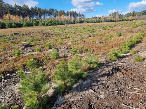 Cuadro en lienzo Wide view of pine tree seedlings growing on a deforested clearing with mature fo