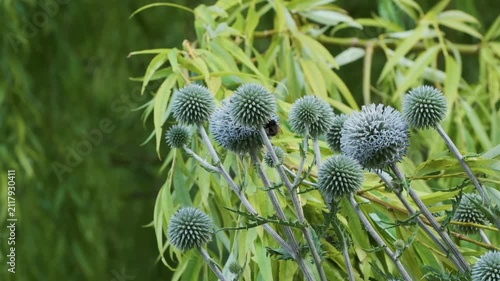 This shows round blue plants growing among green leaves in a garden. Bright colors and clear shapes bring the plants to life. Bees hover nearby, adding to the scene.