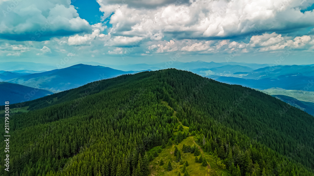 Obraz premium A narrow ridge of fir tops guides the view toward blue peaks. The trail of trees divides lush greens under a billowing sky capturing the spirit of wild highlands and freedom.