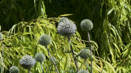 Plants are seen in a park setting with round blooms and long leaves. The vibrant greens surround the spherical flowers that stand tall in sunlight.