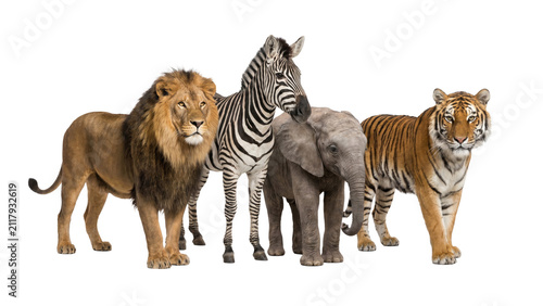 Photography Lion, Zebra, Elephant, and Tiger Standing Together Isolated on White