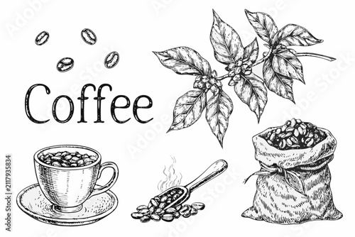Coffee Beans Branch And Cup Illustration In Vintage Engraving Style With Black And White Tones