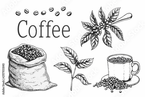 Coffee beans branch and cup illustration in vintage engraving style on a white background