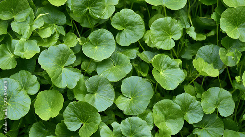 Dense Green Centella Asiatica Leaves as the Background