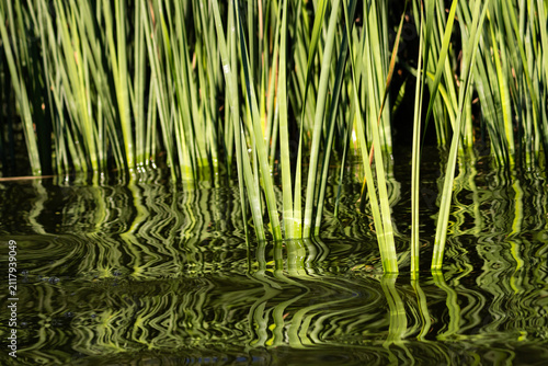 Quadro su tela Sunlit reeds rise from clear water while shimmering reflections twist into abstract lines