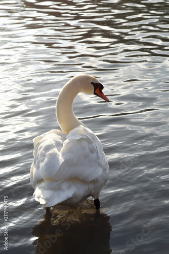 A white swan in the clear water of a serene pond