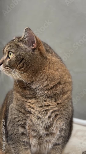 An adult gray straight-eared cat looks around on a gray background
