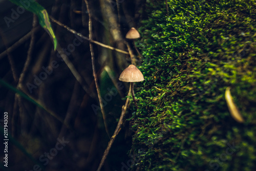 mushrooms on green moss macro