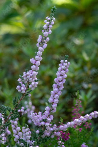 Bild auf Leinwand Close up of Calluna vulgaris Plena with delicate double pink flowers blooming in