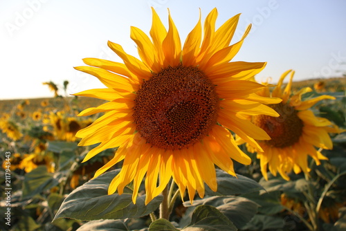 Vibrant blooming sunflower in agricultural field with soft background bokeh