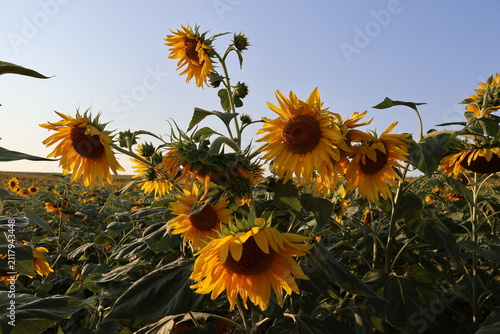 Beautiful sunflower stalks blooming in agricultural landscape under sunny blue sky