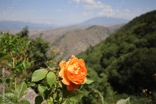Beautiful orange rose bloom in high mountain landscape background