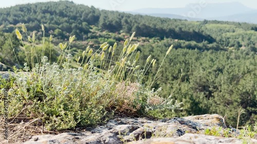 Wild grasses sway atop a rocky ledge, overlooking a vast pine forest in Crimea.