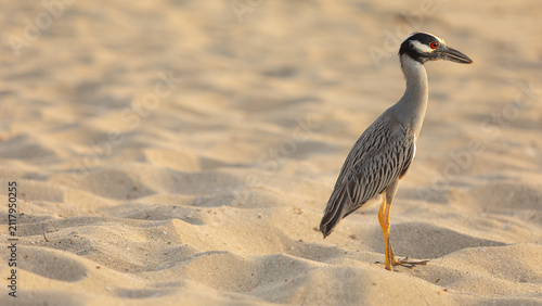 Obraz na płótnie black crowned night heron on the beach