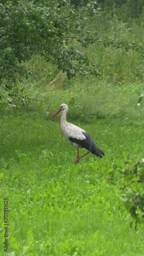 Vertical push in toward white stork standing in rainy meadow