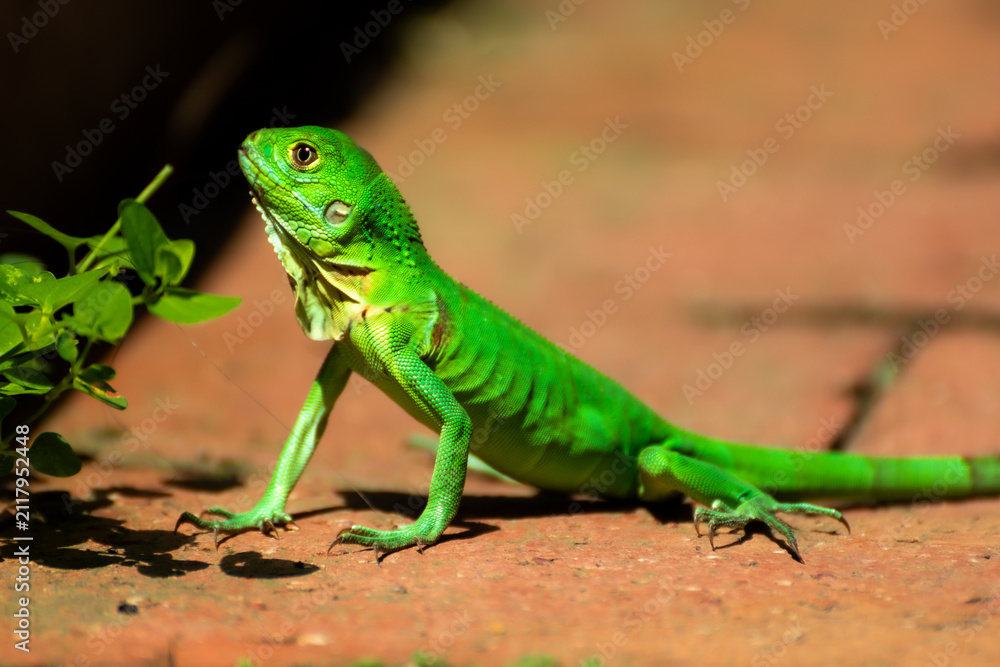 Fototapeta premium Bright Green Lizard on Brick Surface in Sunlight Close-Up Side Profile