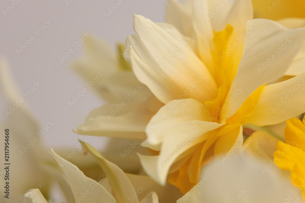 Obraz premium Smoke close-up selective soft focus cream beige white, yellow orange Narcissus Flower bud, Petals. Natural art light macro bbackground.
