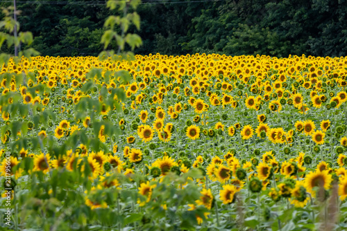 Konstfotografi A wide meadow of sunflowers stretches toward the trees