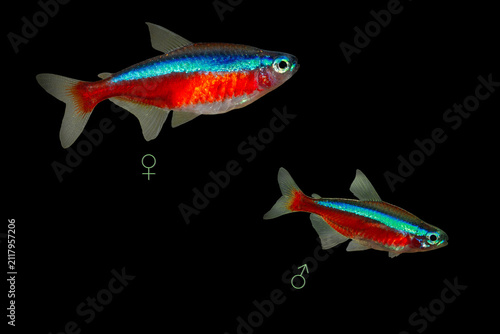 Bild auf Leinwand Female (left) and male (right) of Cardinal tetra (Paracheirodon axelrodi)