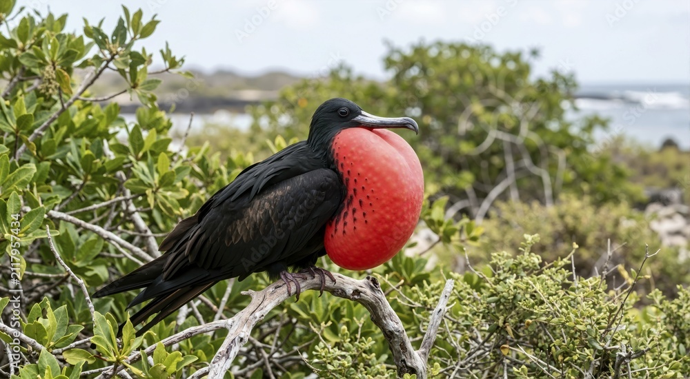 Fototapeta premium Male frigatebird with a large inflated red throat pouch. Black seabird perched on a branch displaying its gular sac in a coastal habitat