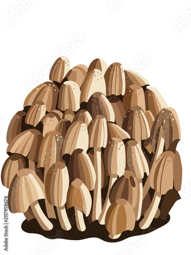 Bild auf Leinwand Group of mica cap coprinellus micaceus ink cap mushrooms growing in cluster vect