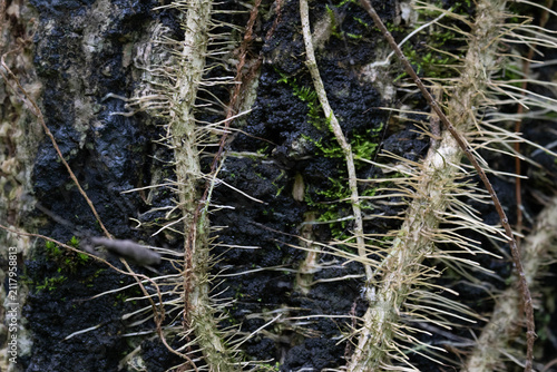 Quadro su tela Close-Up of Climbing Ivy Aerial Roots on Dark Tree Bark