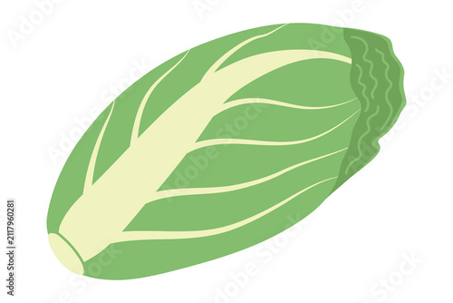 Chinese cabbage, salad greens, design object. Vector illustration of napa cabbage, flat style.