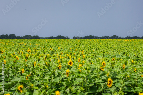 Konstfotografi An expansive sunflower field reaches to the distant treeline under a clear bright sky
