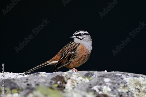 Obraz na plátně Rock bunting // Zippammer (Emberiza cia) - Monfragüe National Park , Extremadura