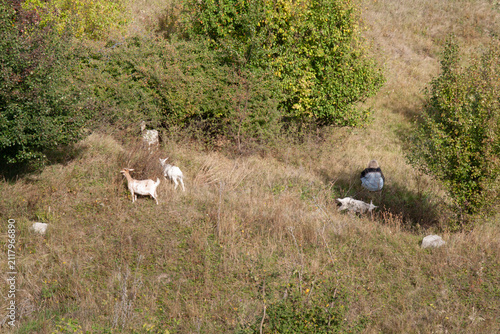 Fotografie Small herd of domestic goats Capra hircus grazing on a dry grassy hill in autumn