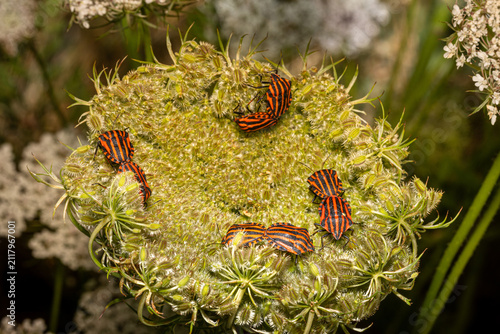 Kopulation mehrerer  Streifenwanzen (Graphosoma italicum) auf einem Blütenstand der  Wilden Möhre (Daucus carota)