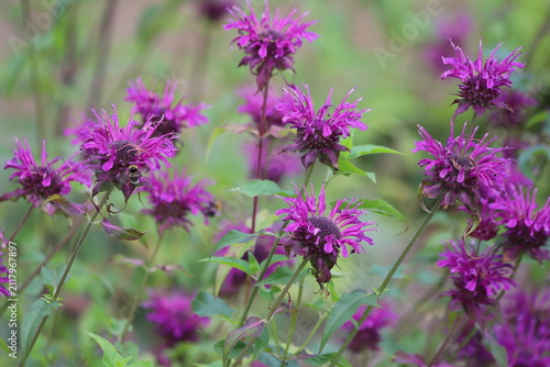 Monarda didyma. Scarlet beebalm, wild bergamot in garden.