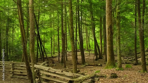 A wooden fence in a park separating a hiking trail from a wild forest