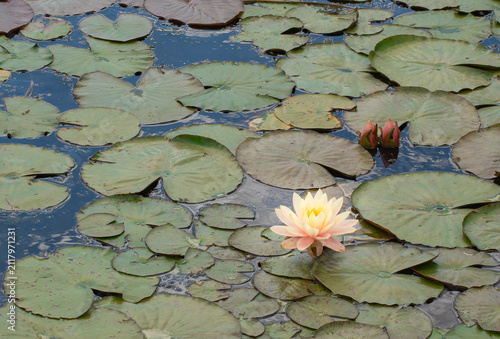 Canvas Print Peach Yellow Water Lily Flower Blooming in Garden Pond