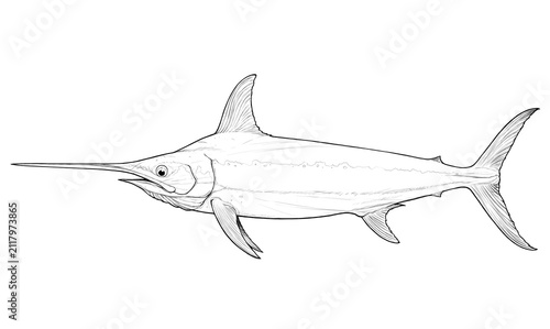 Swordfish illustration, side view, hand-drawn sketch.