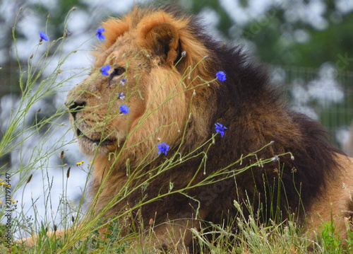 Male Asiatic lion, Kamal sitting in flowers