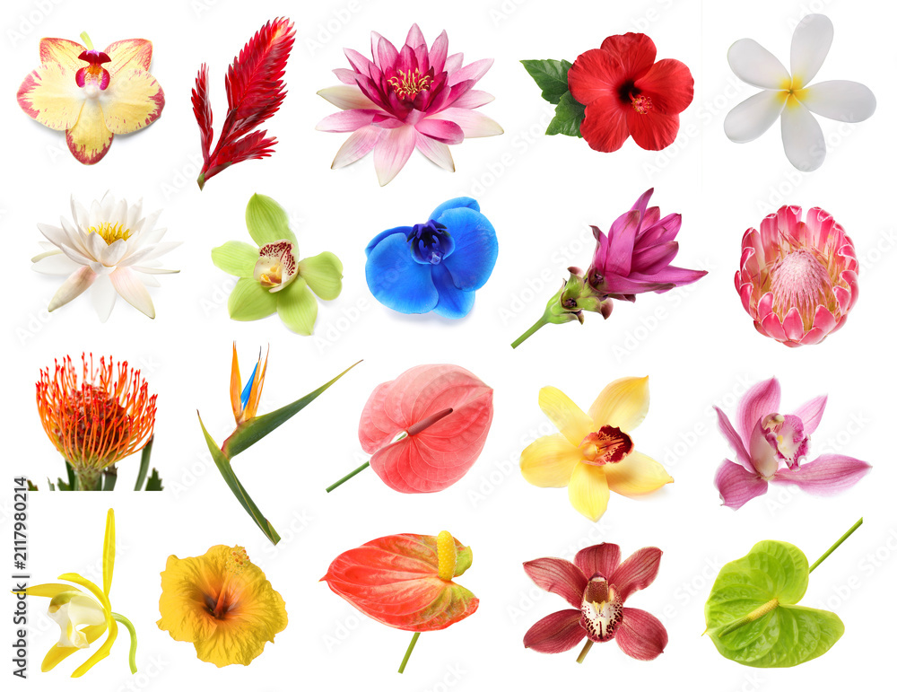 Fototapeta premium Bright tropical flowers isolated on white, set