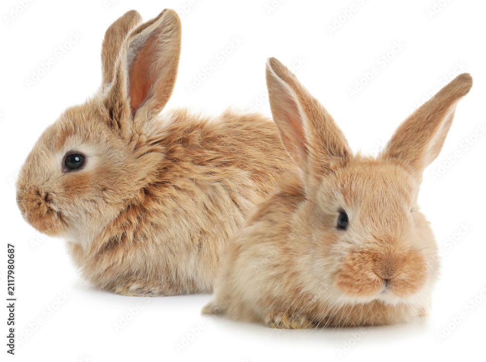 Fototapeta premium Two adorable fluffy bunnies on white background