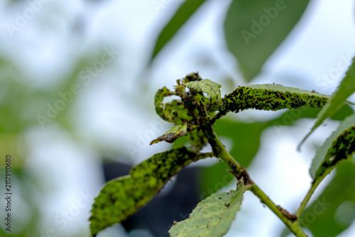 Принти на полотні Green leaves bear pests, visibly damaged