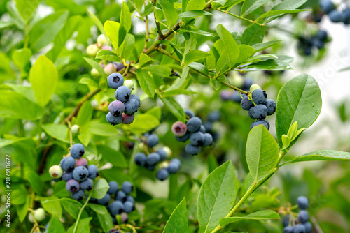 Vibrant blueberries hang among lush green leaves