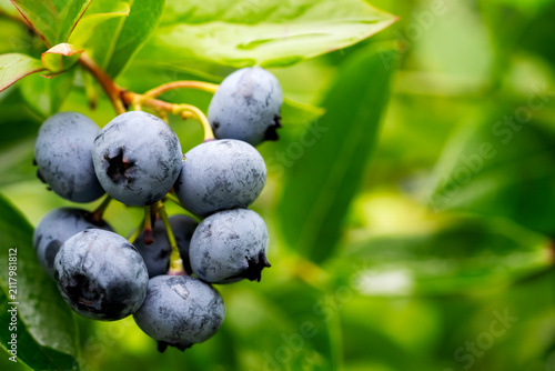 Ripe blueberries cluster on a vibrant green bush