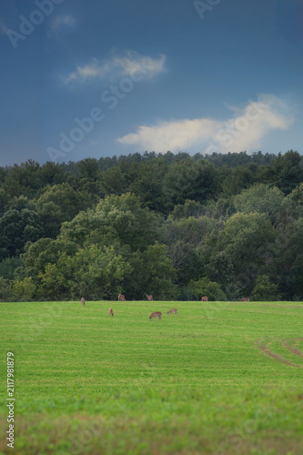 Deer Herd Graze in Field
