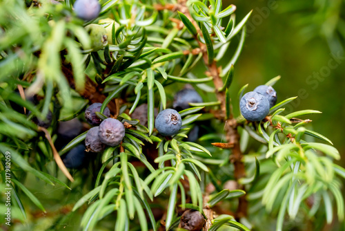 Close-up of juniper berries on green needles