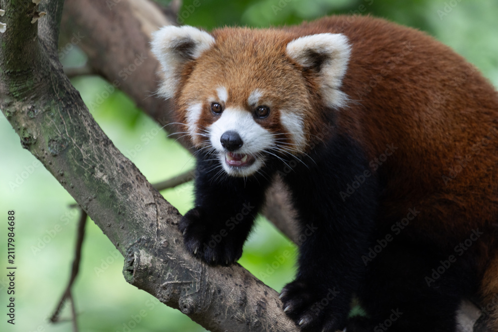 Obraz premium Close up Red Panda Peeking from Behind Wooden Log